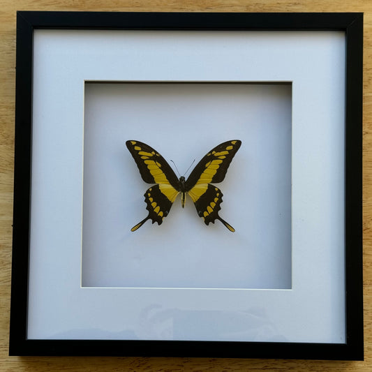Papilio thoas - Wooden/Glass Frame