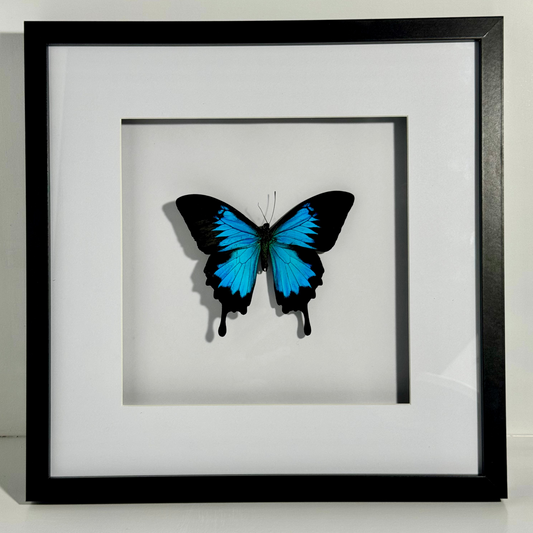 Papilio ulysses - Wooden/Glass frame